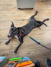 Murphy - Photo 6