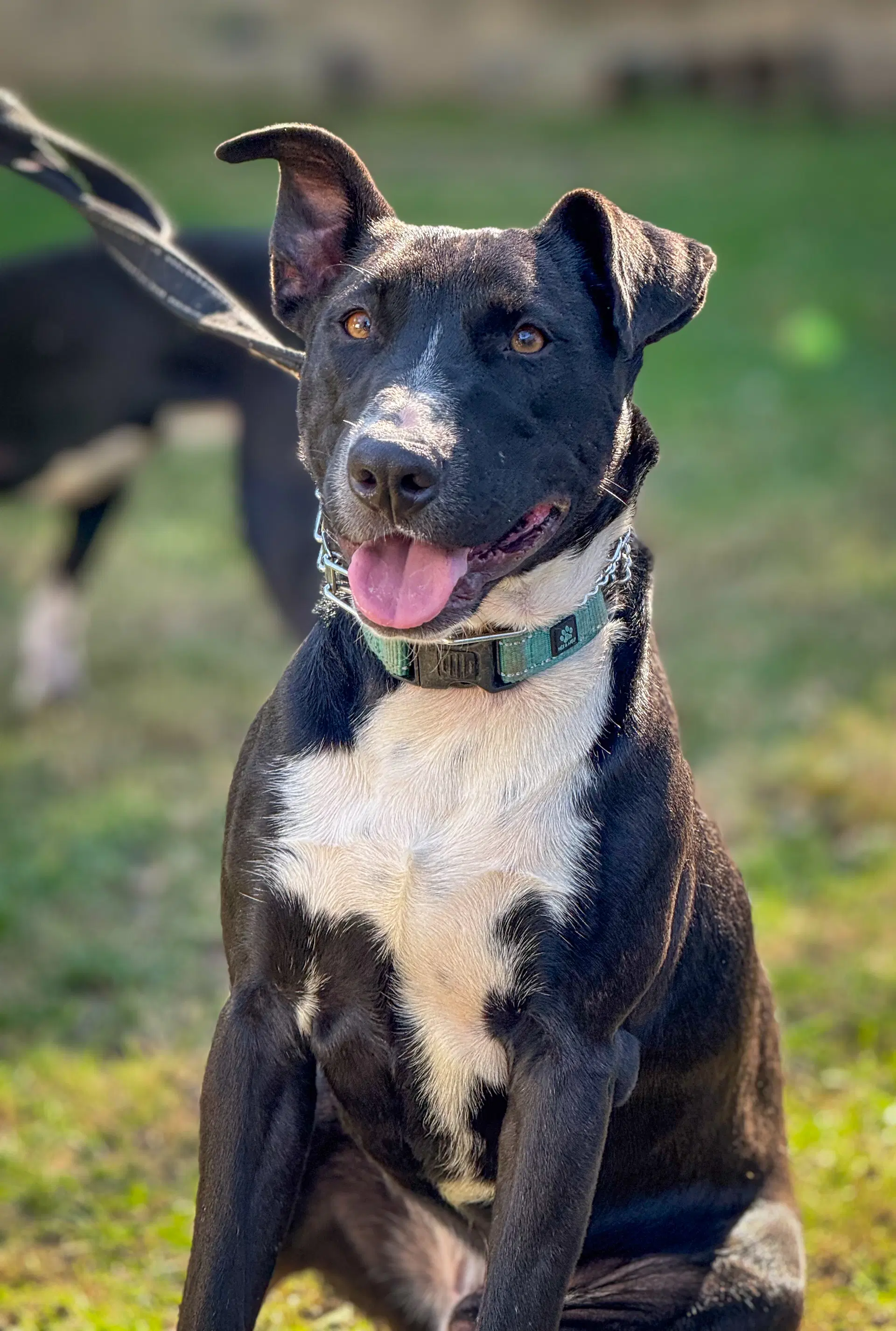 Murphy image 3