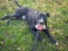 Murphy - Photo 3