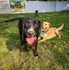 Murphy - Photo 5