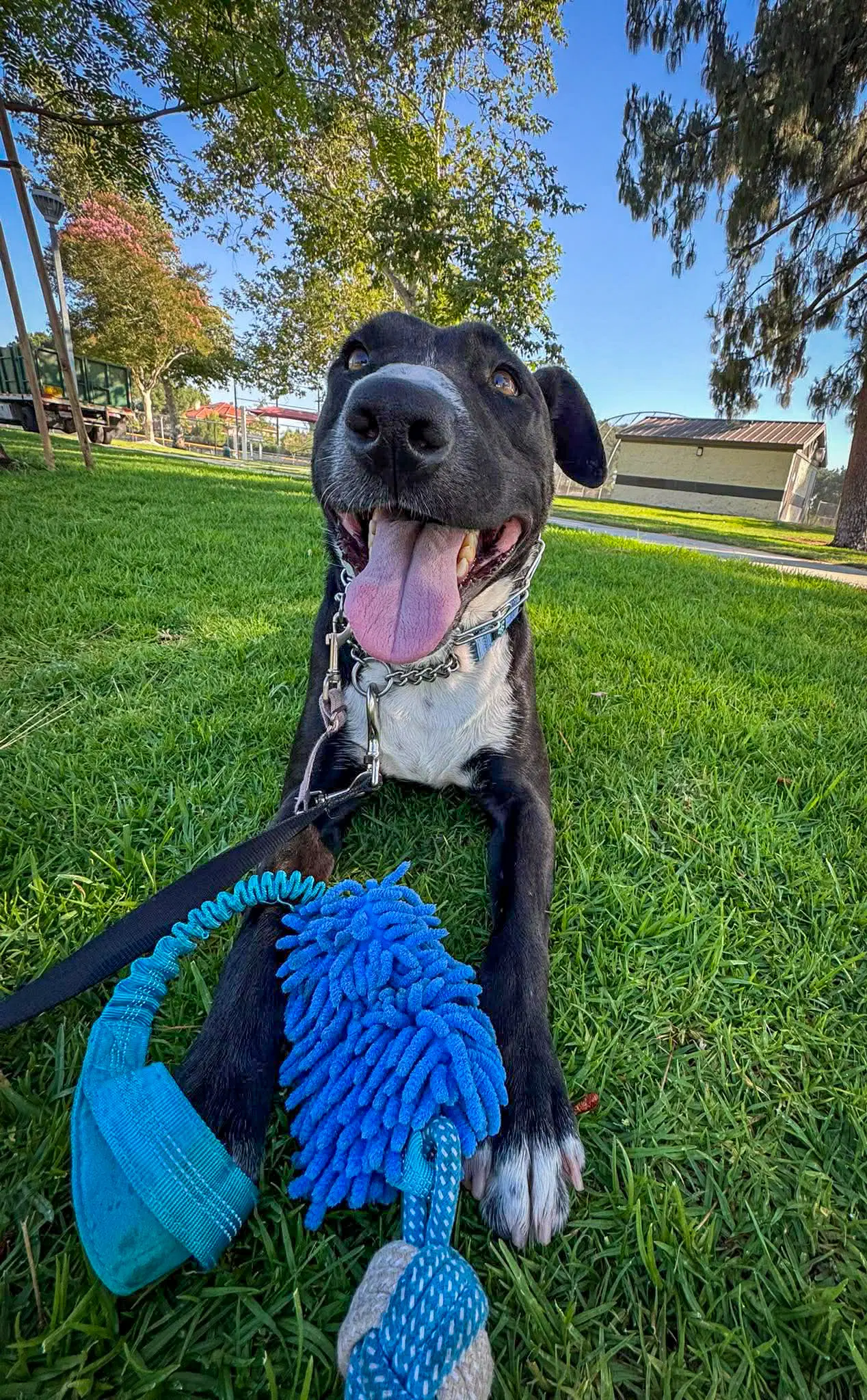 Murphy - Labrador/Bull Terrier