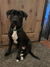 adoptable Dog in san diego, CA named Annabel
