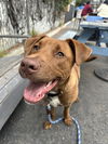 adoptable Dog in  named Travis