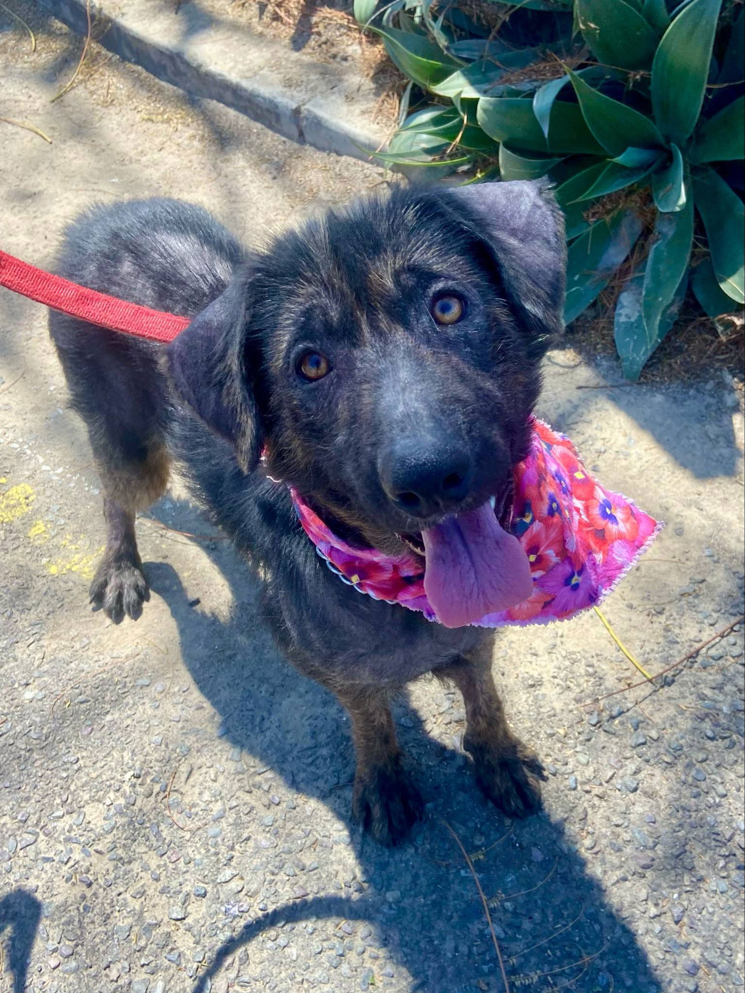 photo of Tulip