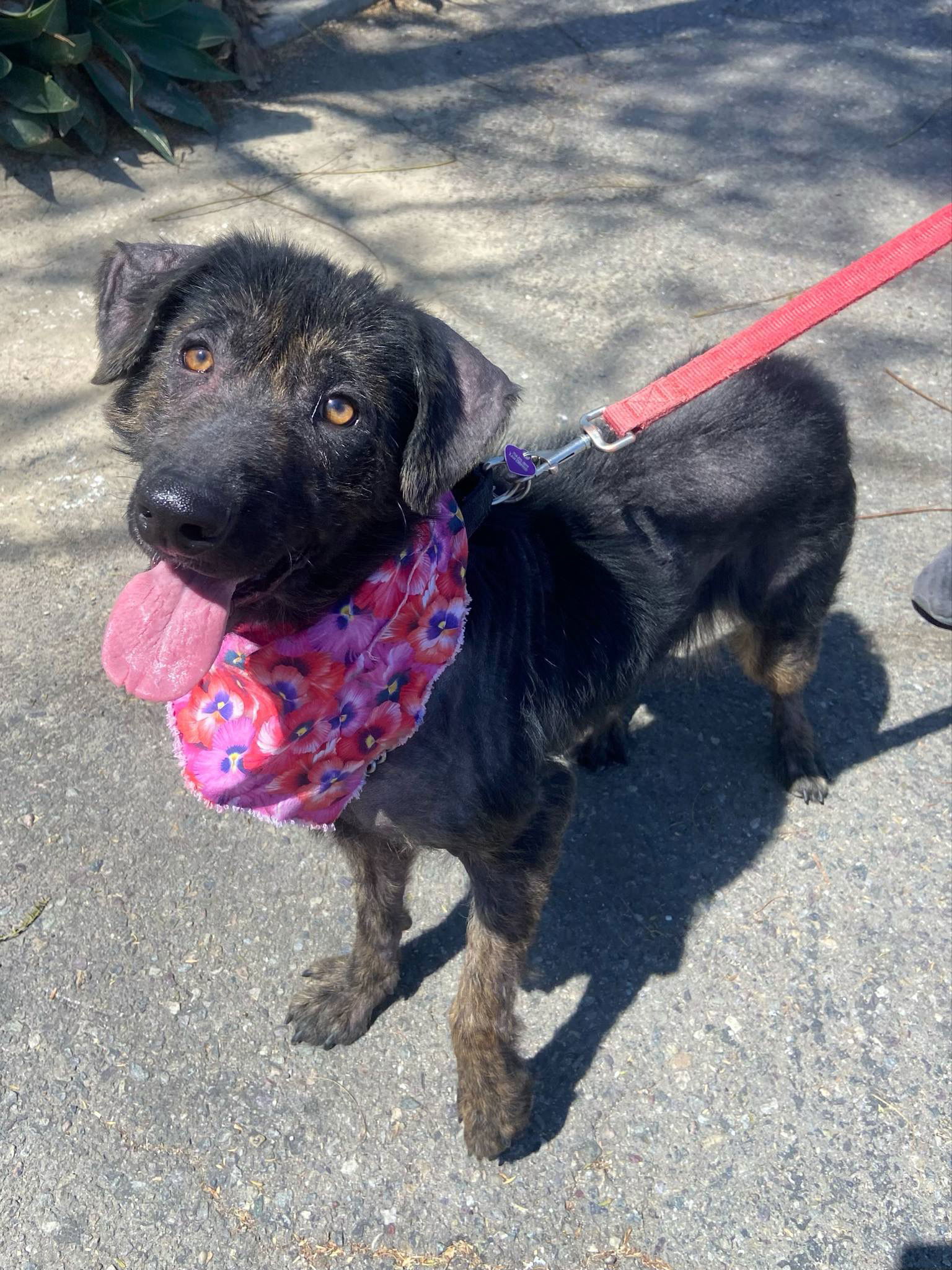 photo of Tulip