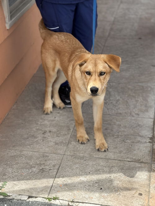 animal-image