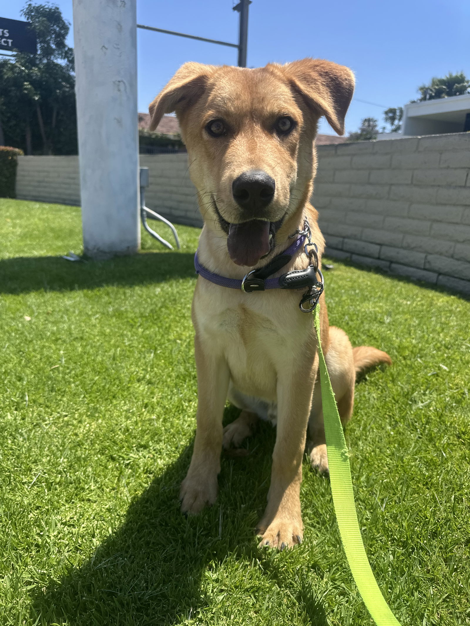 photo of Brownie