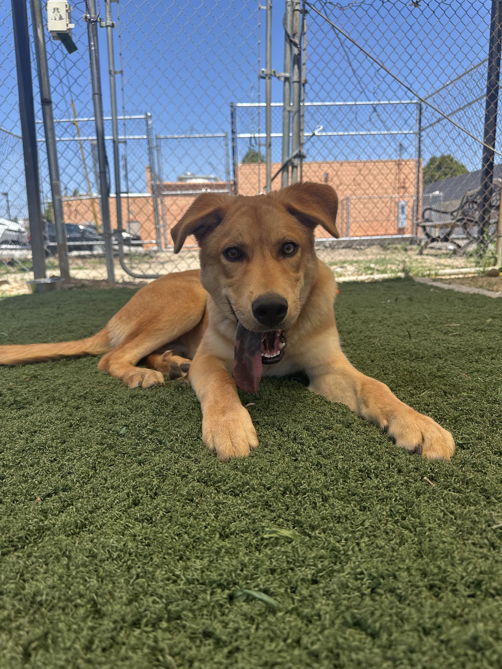 photo of Brownie