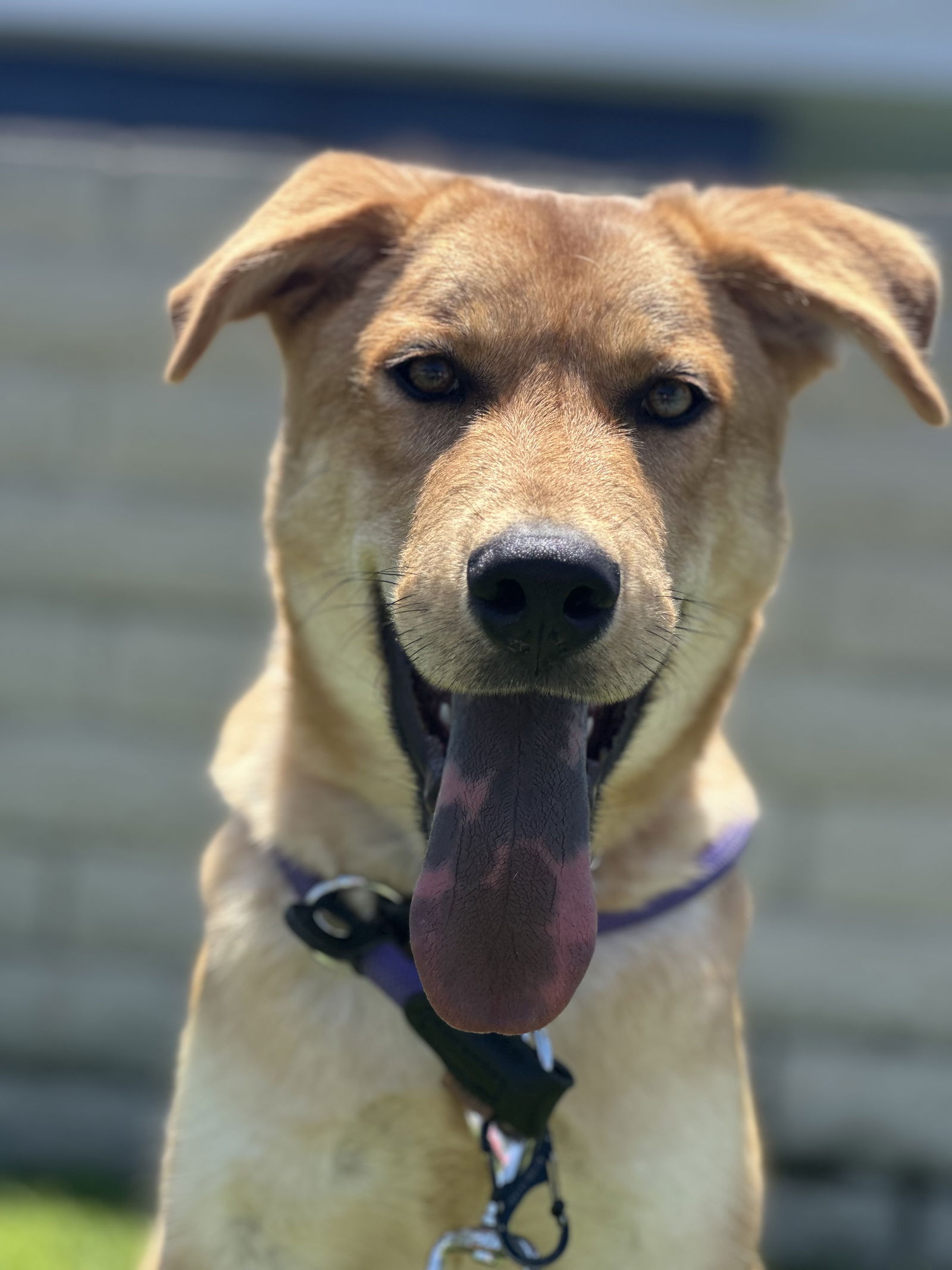 photo of Brownie