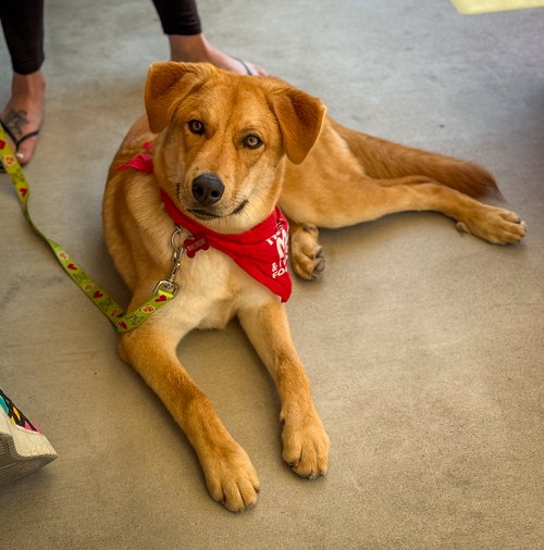 picture of the dog needing adoption