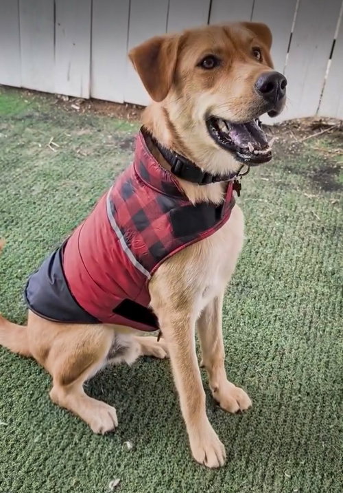 picture of the dog needing adoption