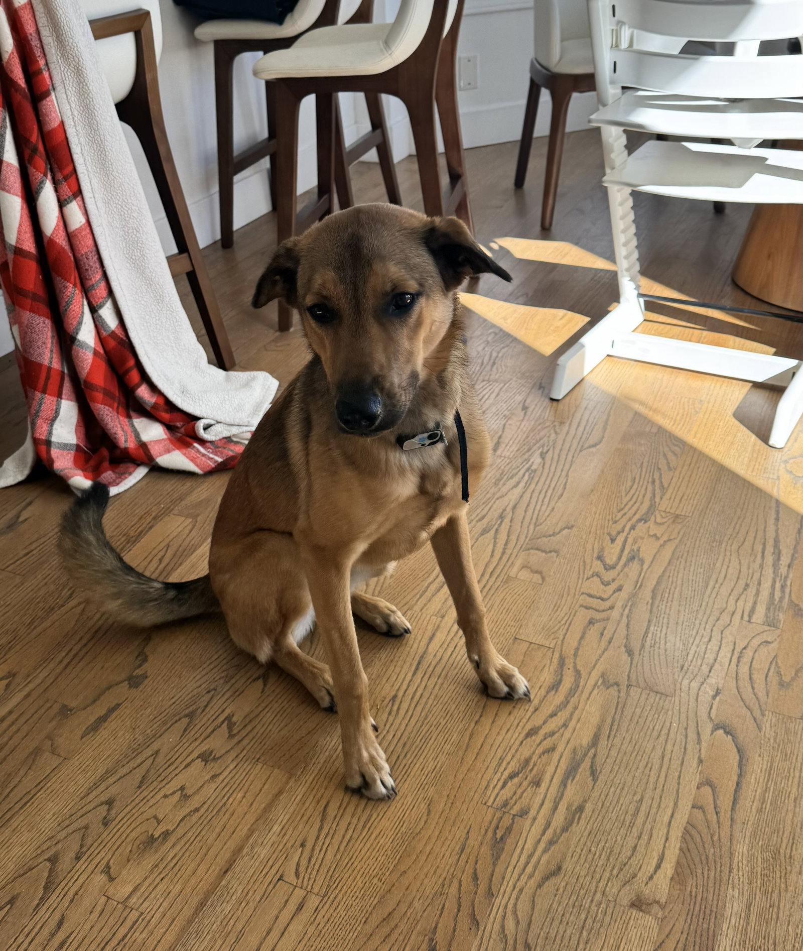 Maggie Image