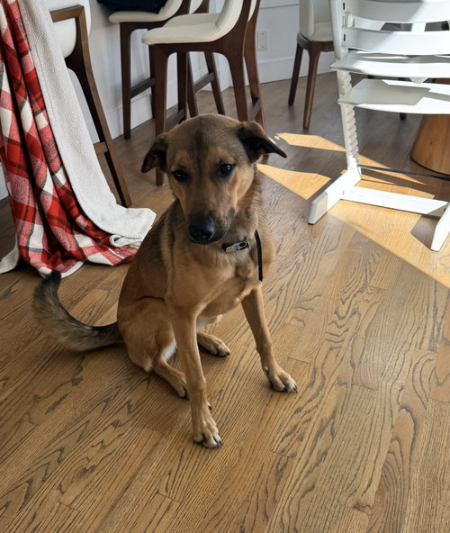 picture of the dog needing adoption