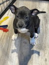 Dori's Puppy Dolly