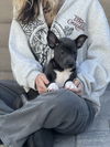 Dori's Puppy Dolly
