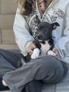 Dori's Puppy Dolly