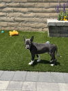Dori's Puppy Dolly