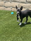 Dori's Puppy Dolly