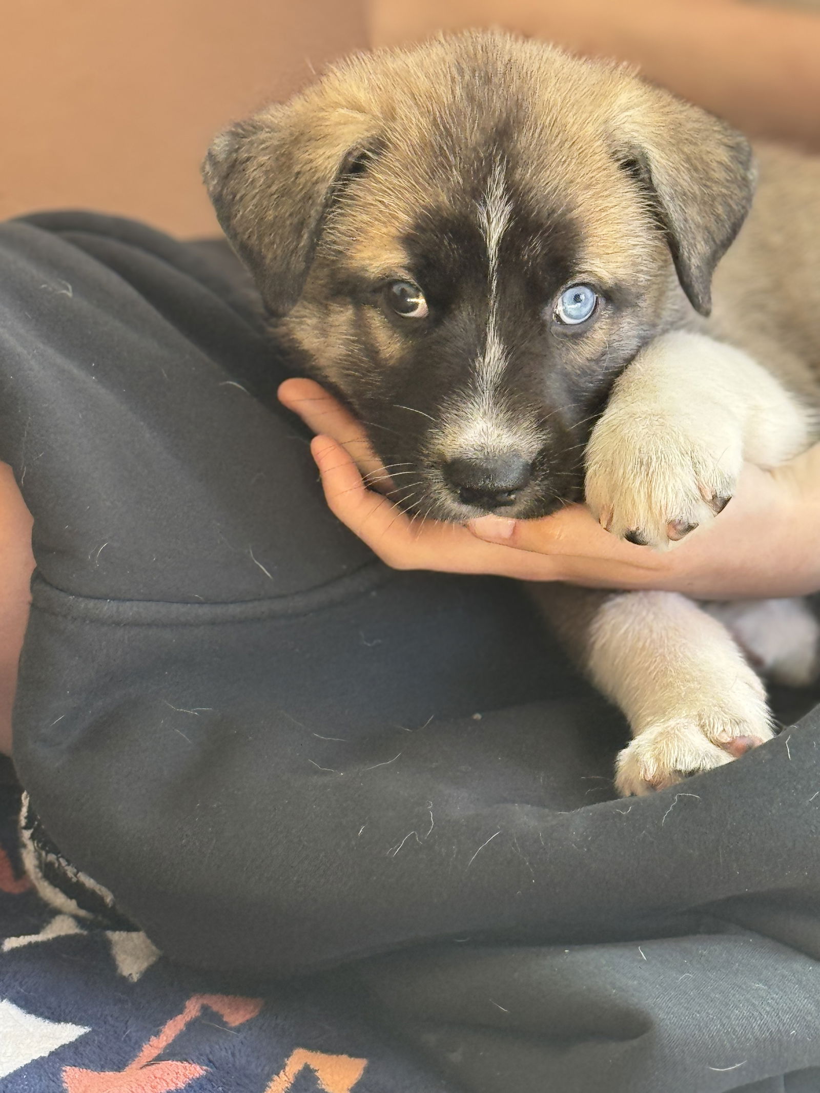photo of Feather's Puppy Skye