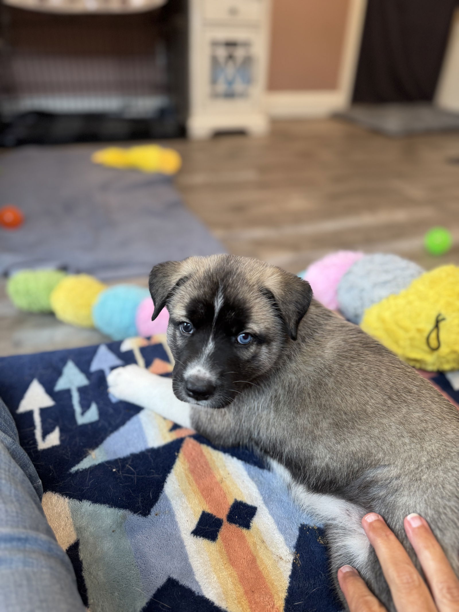 photo of Feather's Puppy Skye