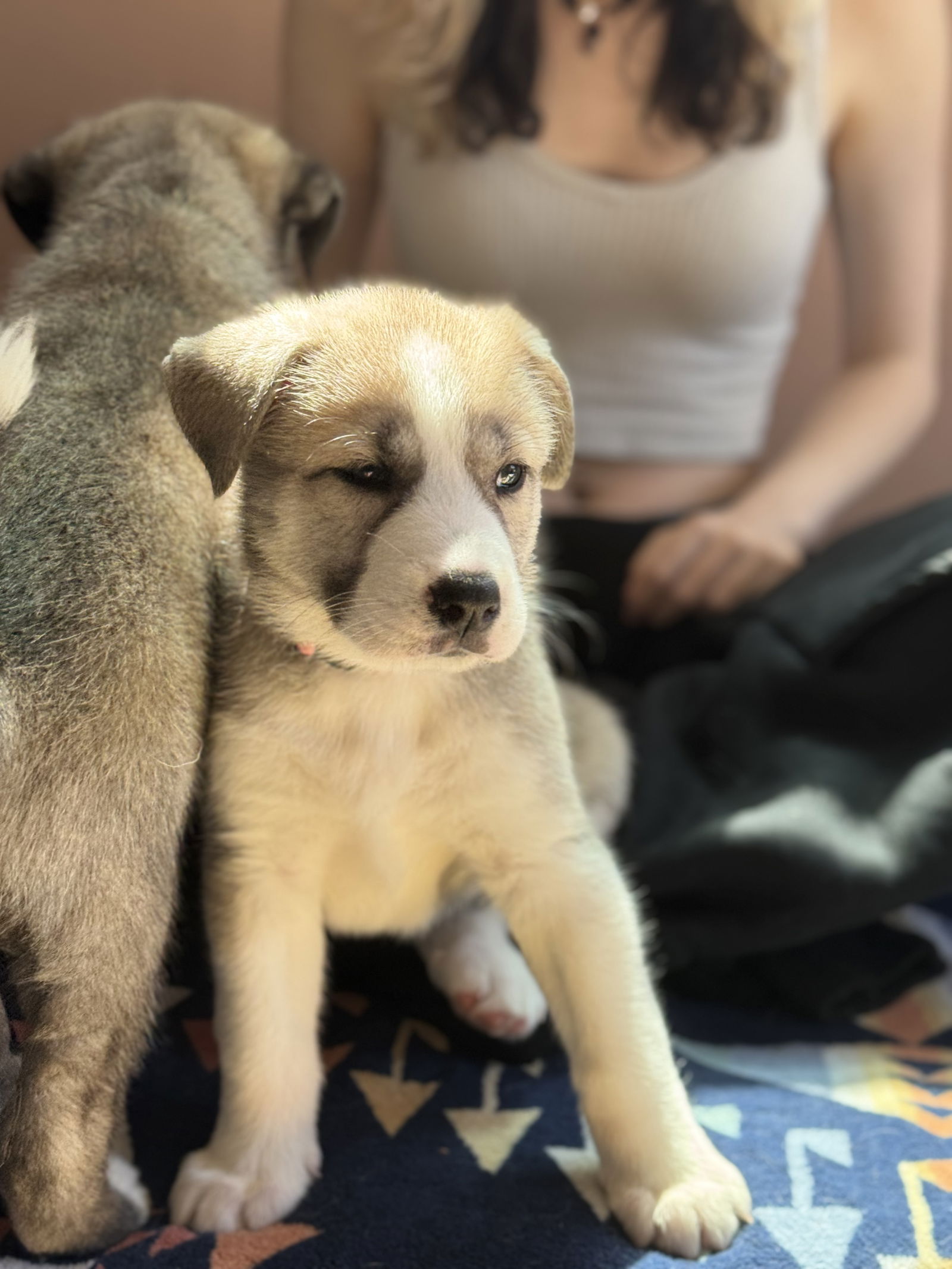 photo of Feather's Puppy Cali