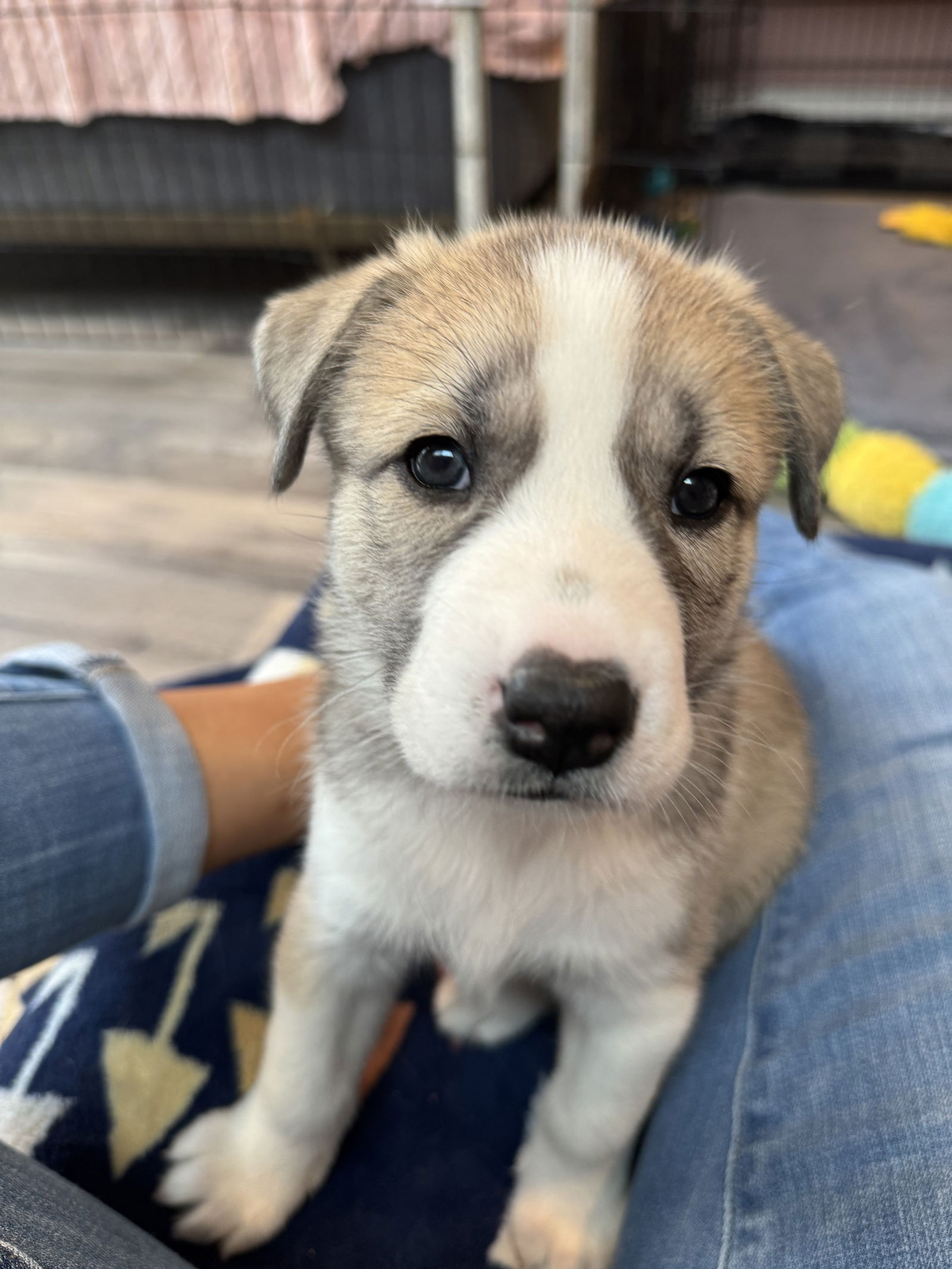 photo of Feather's Puppy Cali