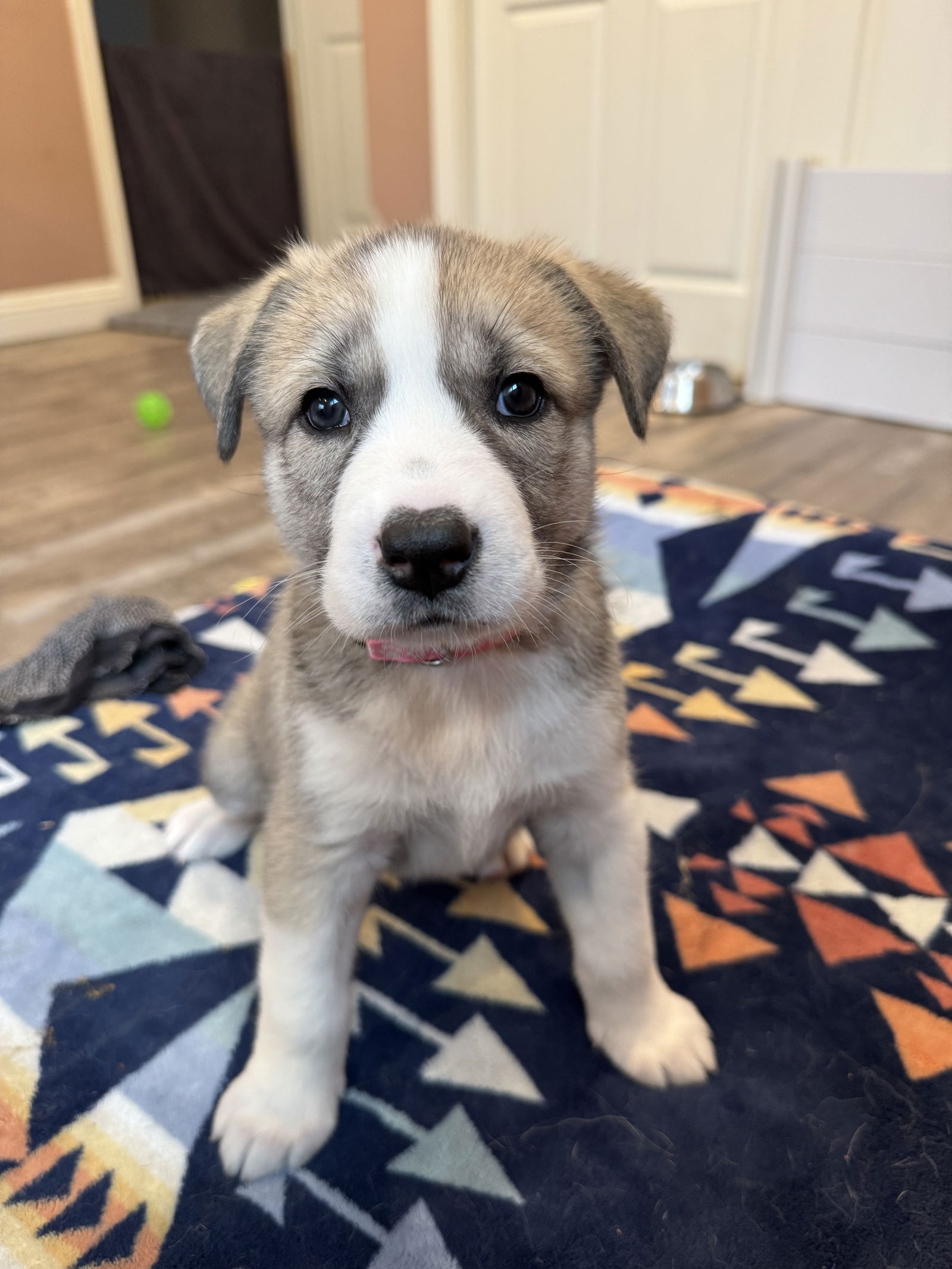 photo of Feather's Puppy Cali