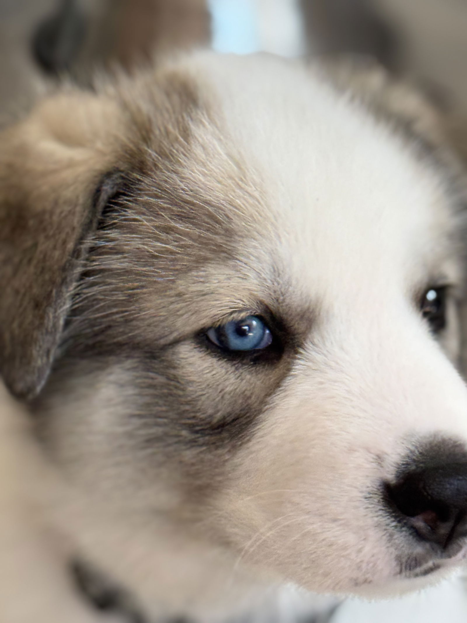 photo of Feather's Puppy Lincoln