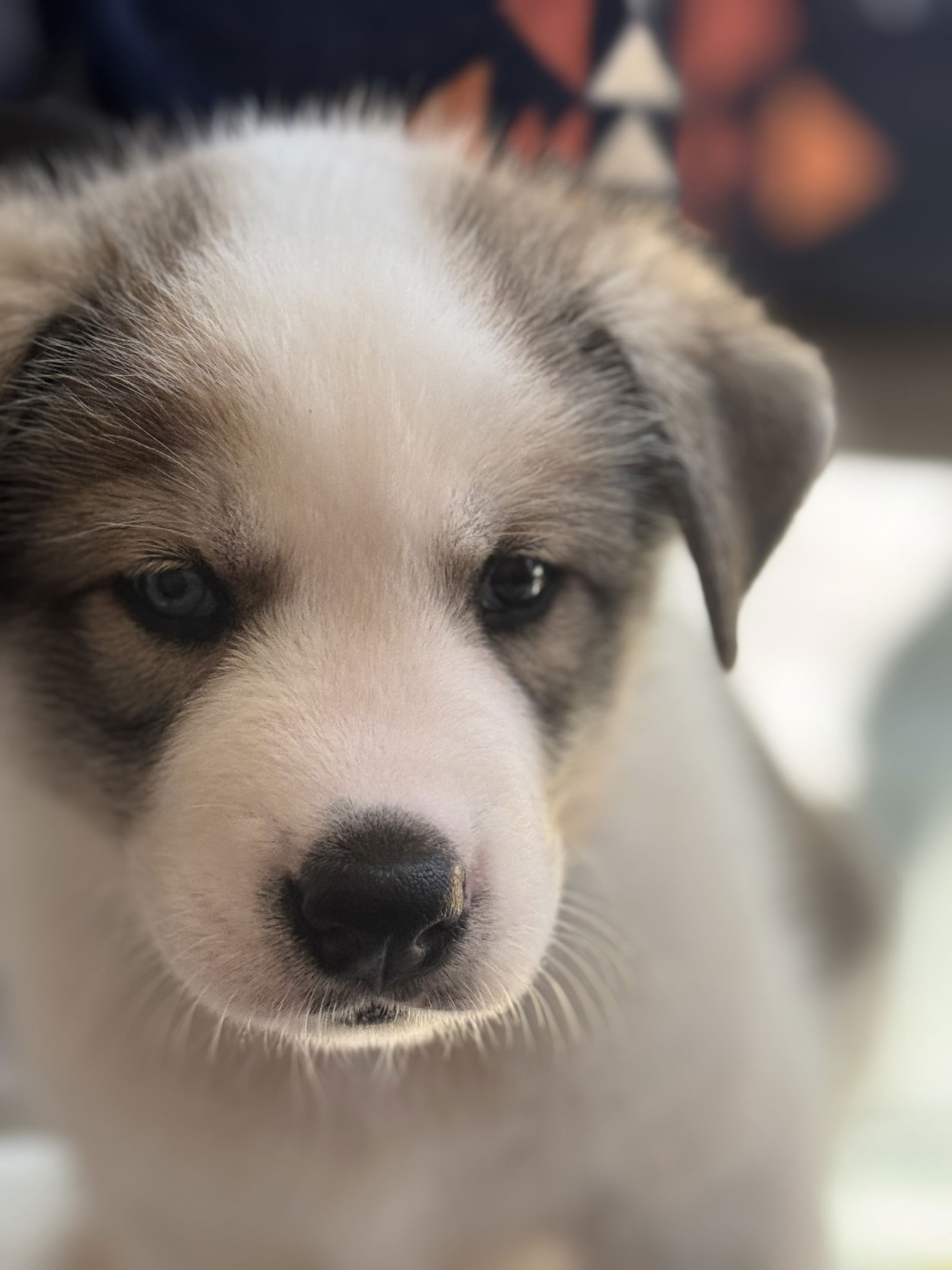 photo of Feather's Puppy Lincoln
