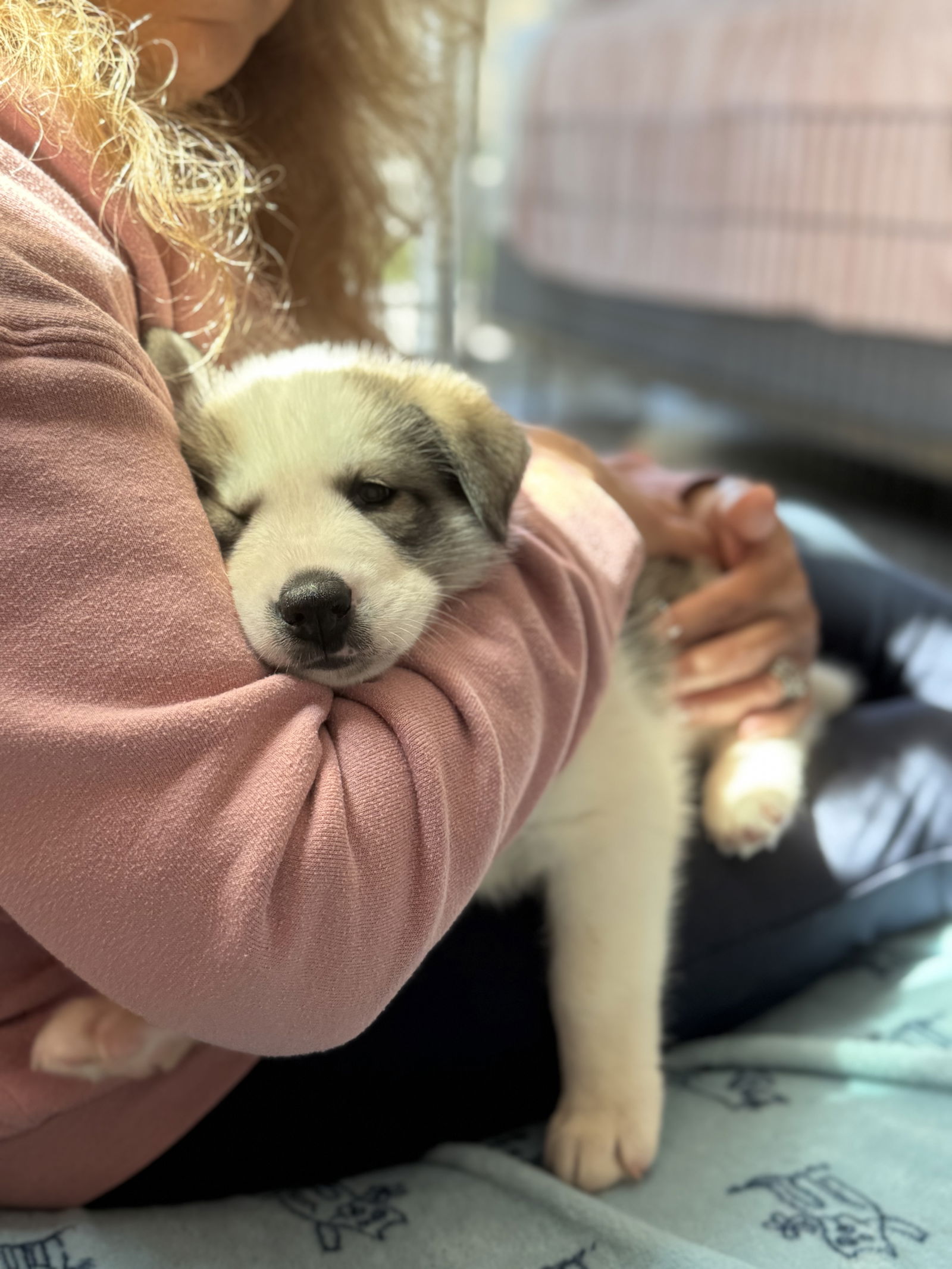 photo of Feather's Puppy Lincoln