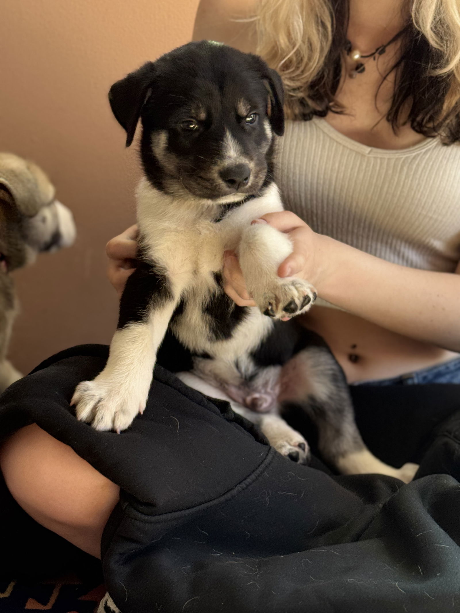 photo of Feather's Puppy Spencer
