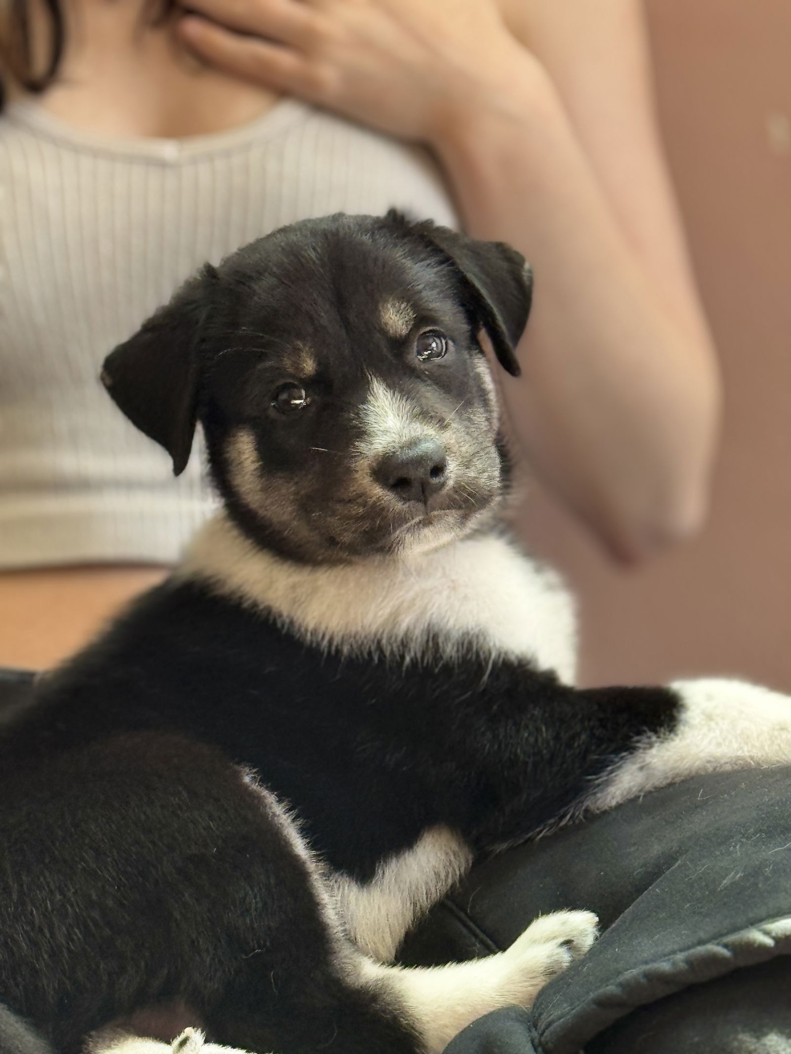 photo of Feather's Puppy Spencer