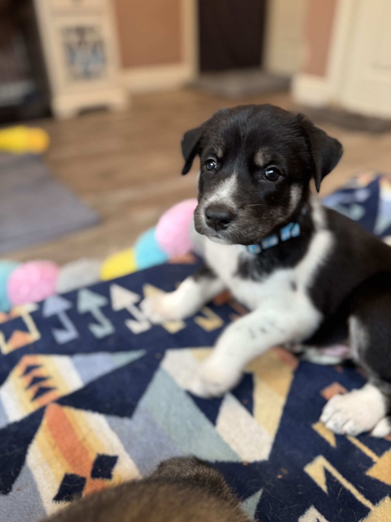 photo of Feather's Puppy Spencer
