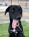 adoptable Dog in acton, CA named Oreo