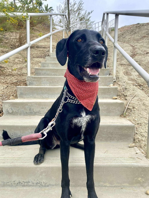 picture of the dog needing adoption