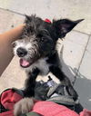 Winston