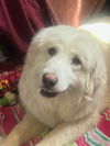 adoptable Dog in  named Molly Pitcher