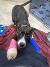 adoptable Dog in  named LR - Faith
