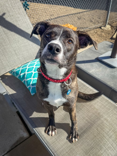 picture of the dog needing adoption
