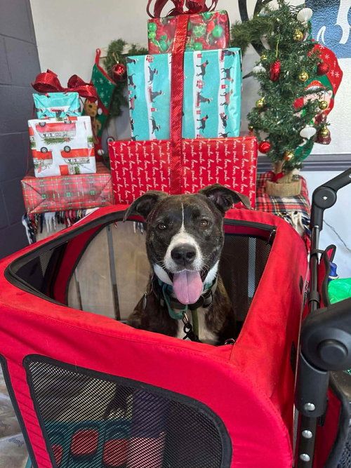 picture of the dog needing adoption