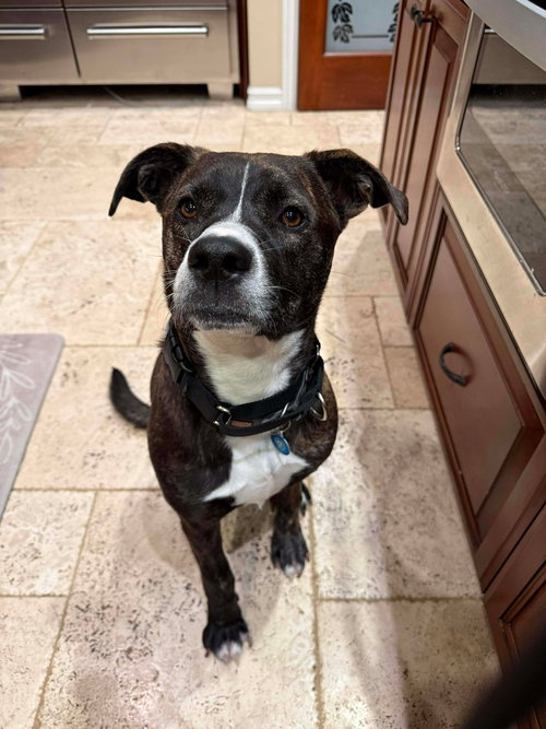 LR - FAITH - Labrador Retriever / Pit Bull Terrier available for adoption