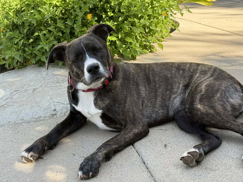 LR - FAITH - Labrador Retriever / Pit Bull Terrier available for adoption