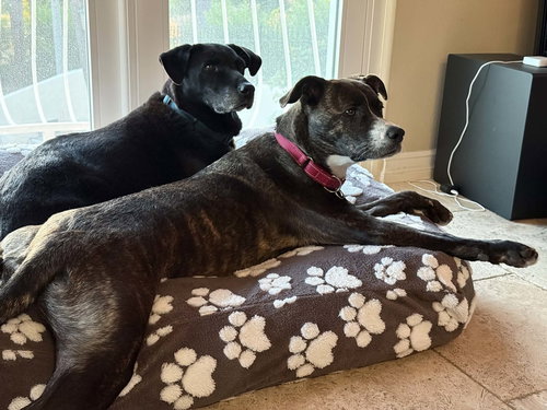 LR - FAITH - Labrador Retriever / Pit Bull Terrier available for adoption