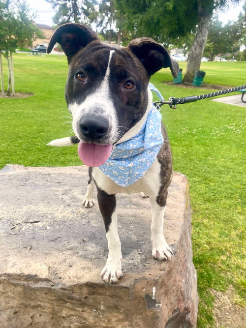 BABYGIRL - Labrador Retriever / Pit Bull Terrier available for adoption