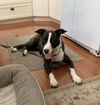 adoptable Dog in  named LR-Lila