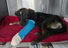 adoptable Dog in  named Tulip 2