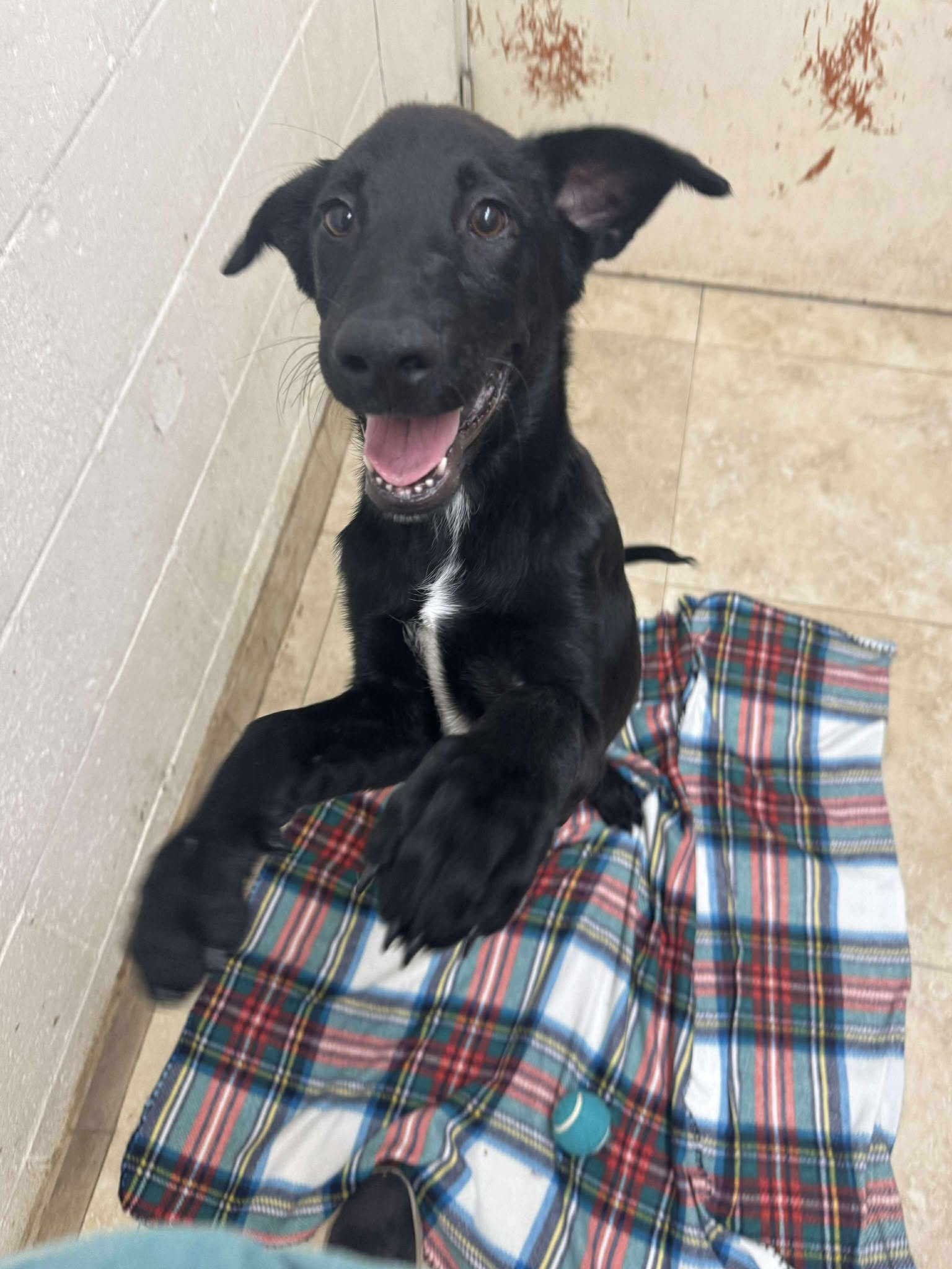 photo of Axel the puppy