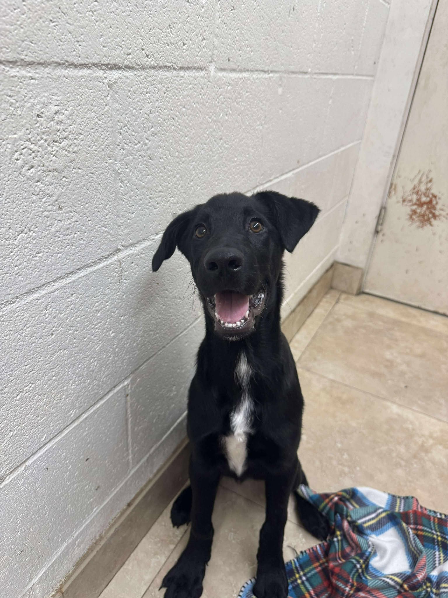 photo of Axel the puppy