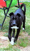 Comet
