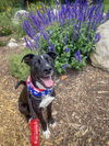 adoptable Dog in  named Comet